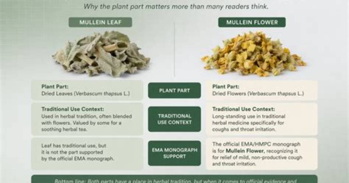 Does Mullein Have Side Effects?