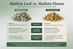Does Mullein Have Side Effects?