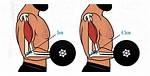 Does Muscle Insertions Affect Strength?