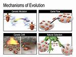Does Mutations Affect Evolution?