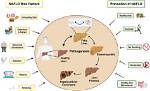 Does Nafld Cause Fatigue?