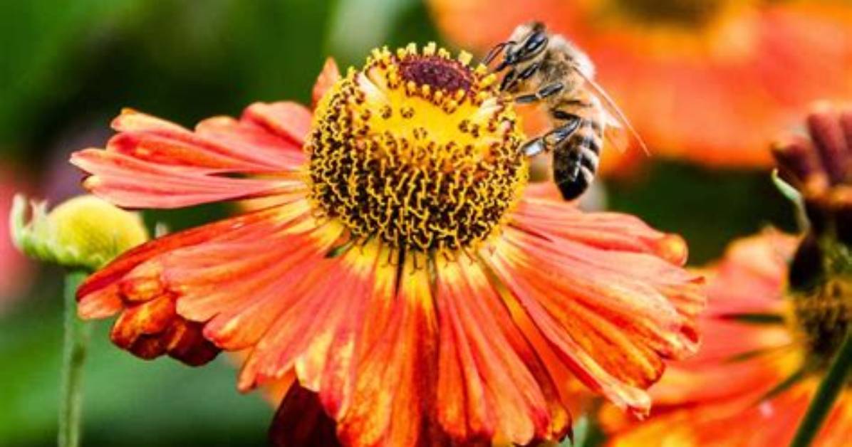 Does Nectar Attract Insects?