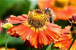Does Nectar Attract Insects?