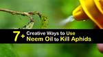 Does Neem Kill Cutworms?