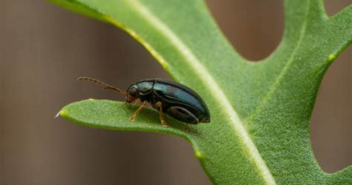 Does Neem Kill Flea Beetles