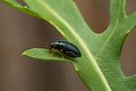 Does Neem Kill Flea Beetles
