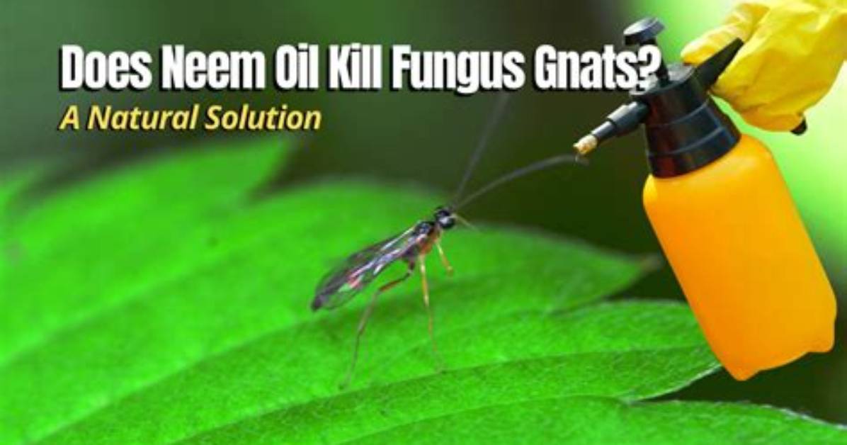 Does Neem Kill Gnats