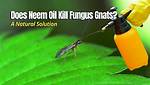 Does Neem Kill Gnats
