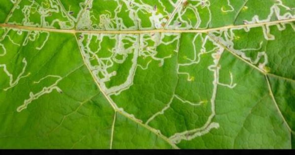 Does Neem Oil Kill Leafhopper?