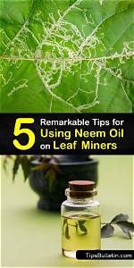 Does Neem Oil Kill Leafhopper?