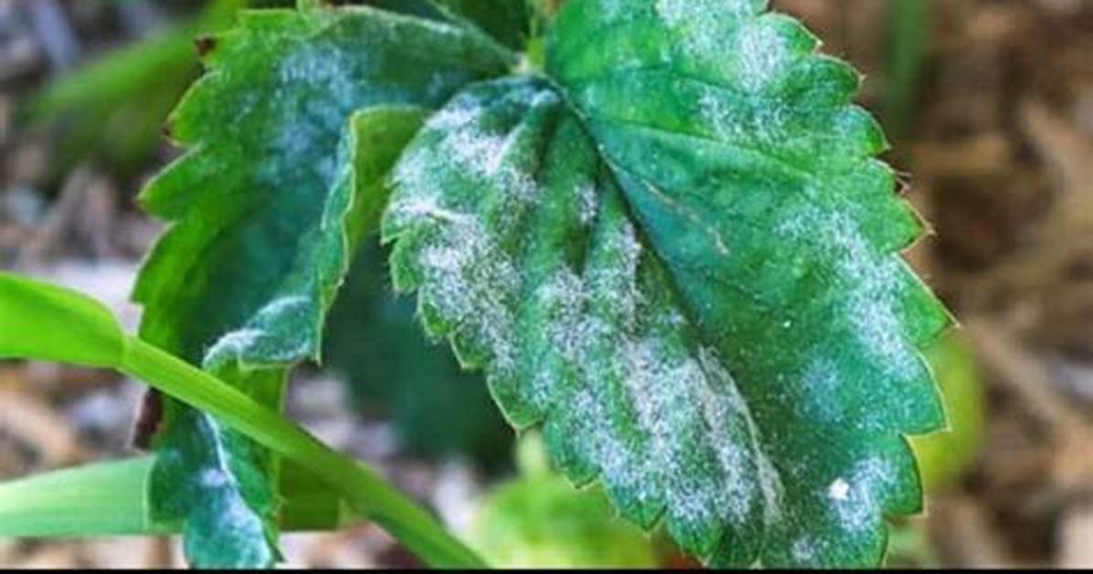 Does Neem Oil Kill Mildew?