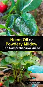 Does Neem Oil Kill Mildew?