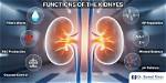 Does Nephrology Mean Kidneys?
