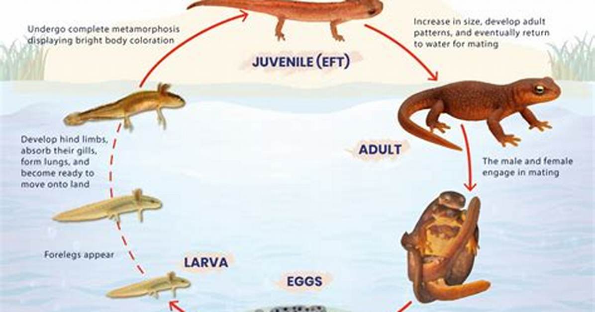 Does Newts Have Bones?