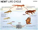 Does Newts Have Bones?