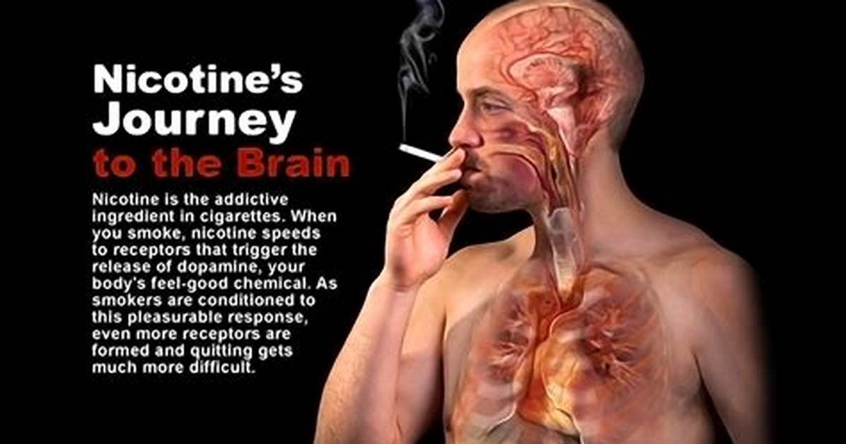 Does Nicotine Affect Intervertebral?