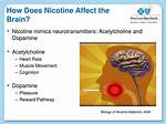 Does Nicotine Affect Nerves?
