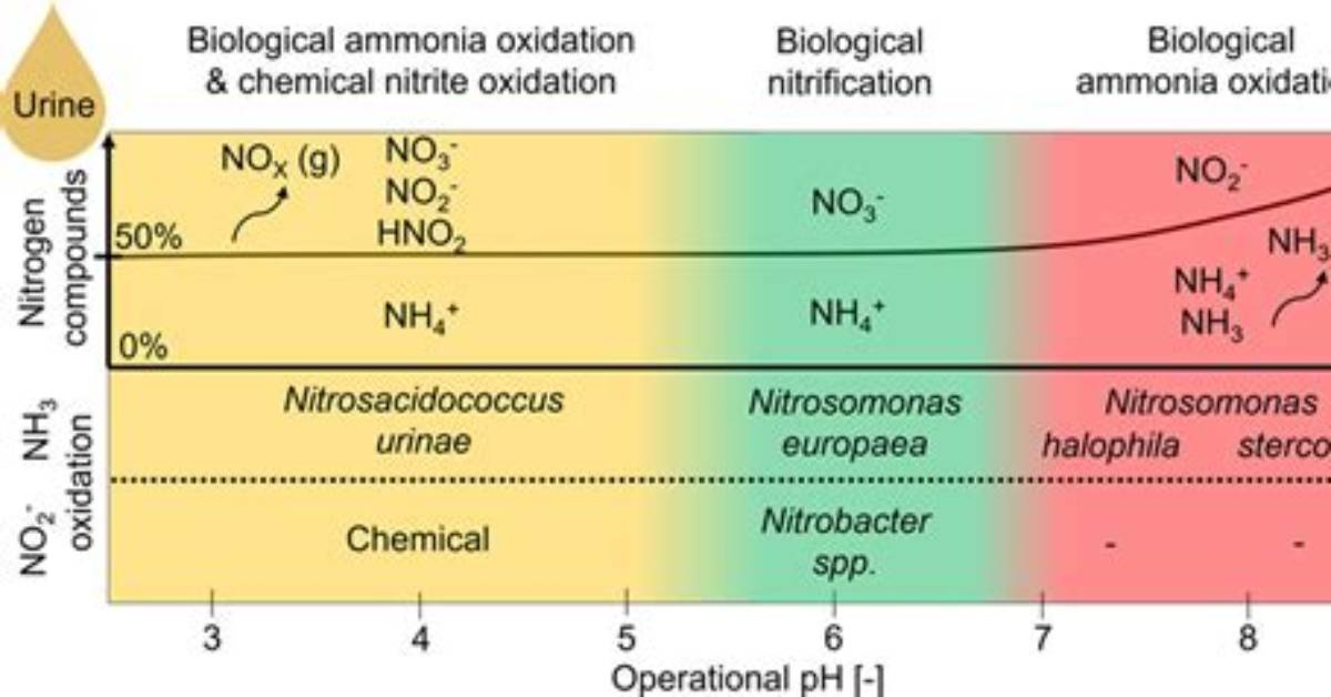 Does Nitrification Lower Ph?