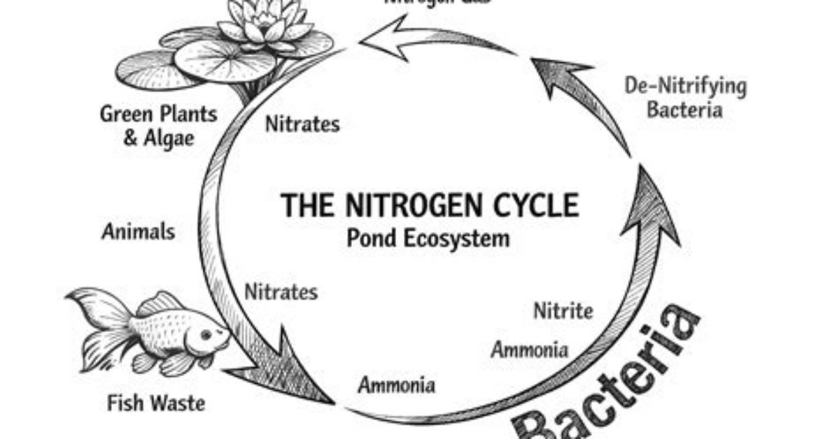 Does Nitrogen Limit Algae Growth?