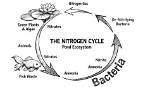 Does Nitrogen Limit Algae Growth?