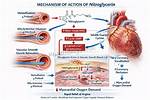 Does Nitroglycerin React with Water