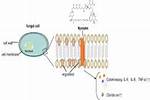 Does Nystatin Work Systemically?