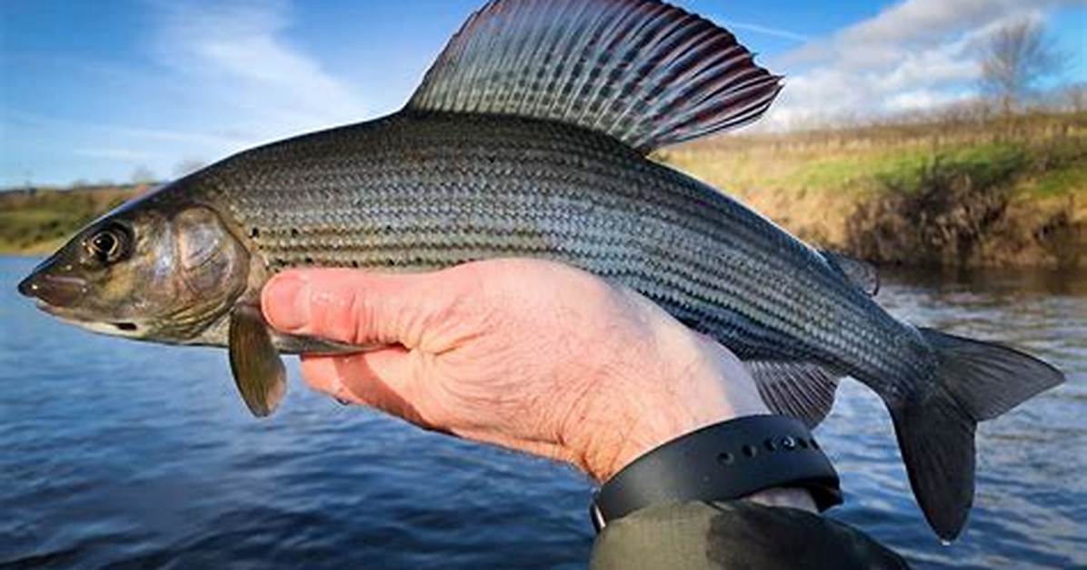 Does Nz Have Grayling?
