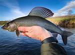 Does Nz Have Grayling?