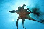Does Octopus Have Ink?