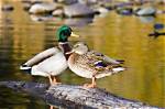 Does Ohio Have Mallards?