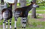 Does Okapi Make Noise?