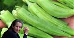 Does Okra Cause Gas?