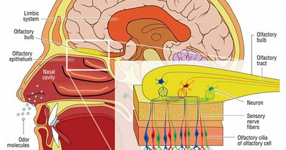 Does Olfactory Training Work?