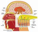 Does Olfactory Training Work?
