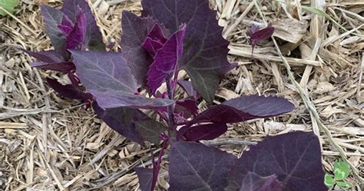 Does Orach Self Seed?