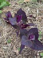 Does Orach Self Seed?