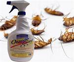 Does Orange Guard Kill Flies?