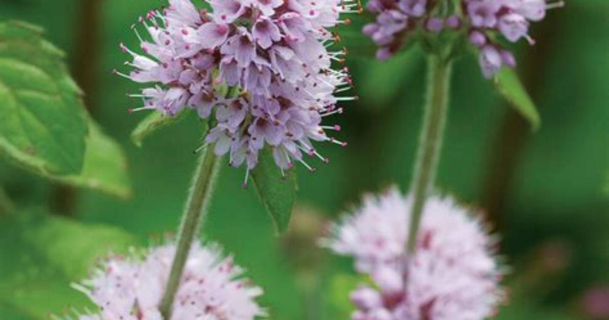 Does Orange Mint Flower?