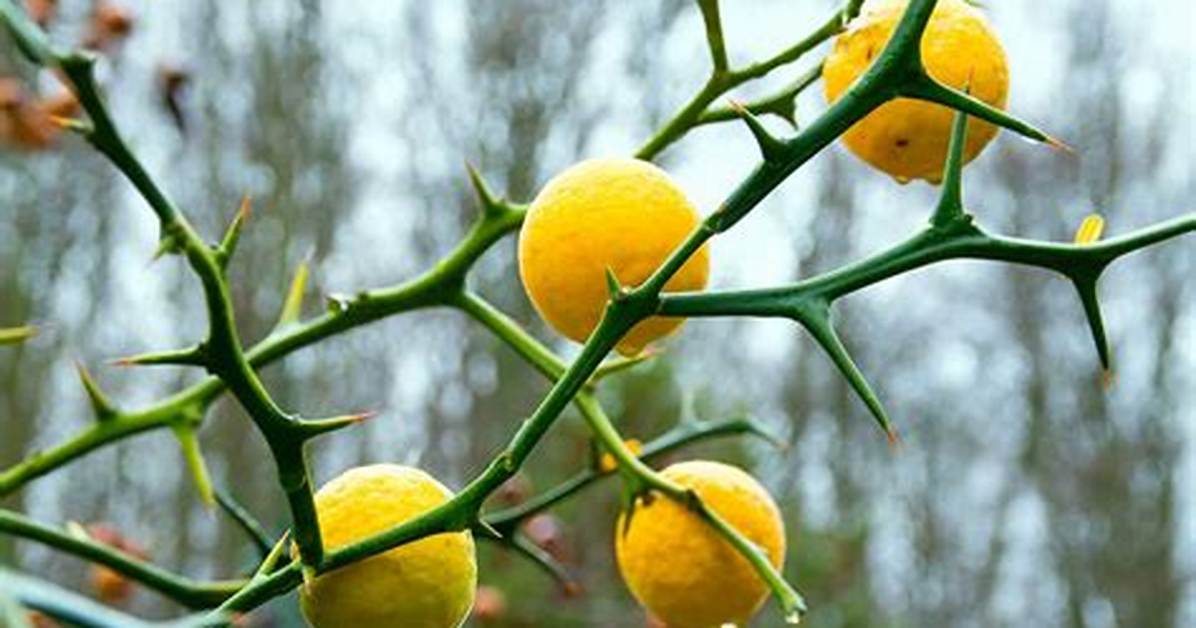 Does Orange Tree Has Thorns?