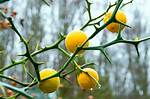 Does Orange Tree Has Thorns?