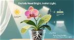 Does Orchids Need Direct Sunlight?