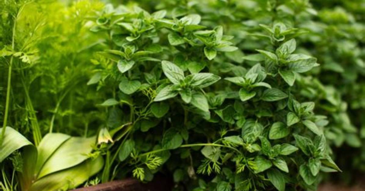 Does Oregano Keep Growing