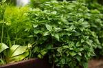 Does Oregano Keep Growing