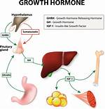 Does Ornithine Increase Hgh?