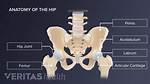 Does Orthopedics Include Hips?