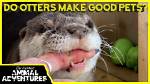 Does Otters Make Good Pets?