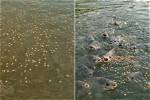 Does Overfeeding Kill Fish?