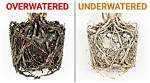 Does Overwatering Cause Root Rot?
