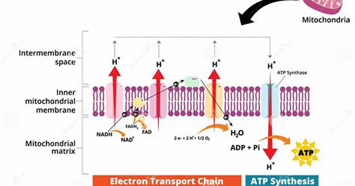 Does Oxidative Phosphorylation Require Oxygen?