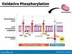 Does Oxidative Phosphorylation Require Oxygen?
